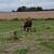 Hereford/Short Horn Cross Cattle 5 thumbnail