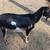 ADGA Nigerian Dwarf Does & Homemade Natural Goats Milk Soap 11 thumbnail