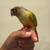 Friendly Pineapple Greencheek Conure 1 thumbnail