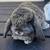 Mini Lop Rabbit / Bunny 7 thumbnail