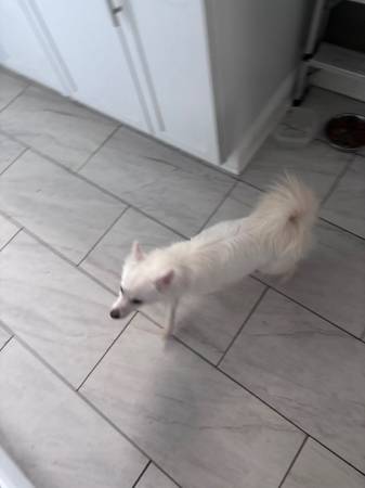 Mini American Eskimo 3 yrs old (Racine)63812569025795122