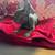 French bulldog puppies 4 thumbnail