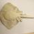 Stingray Plush 2 thumbnail