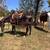 Black Gaited Gelding 8 YEAR OLD ❤️ Solid Trail Horse. 17 thumbnail