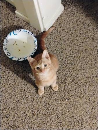 Kittens (West-Sacramento)63920016624514123