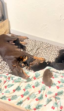 DOBERMAN PUPPIES🖤🤎 1