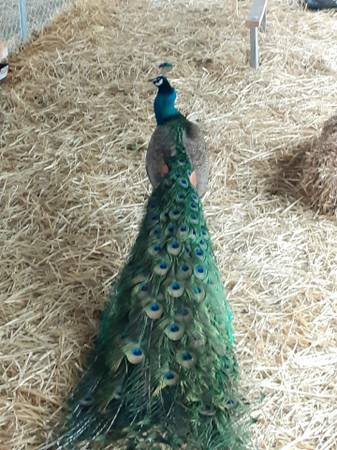 PEACOCK FEATHERS 1