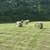 Cow hay for sale 2025 2 thumbnail