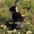 Netherland dwarf and silver marten rabbits 2 thumbnail