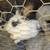 Bunnies 5 thumbnail
