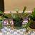 ( Plant ) Red Flowering Epiphyllum Orchid Cactus ( Plants ) 1 thumbnail