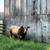 Bulls 1 thumbnail