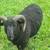 Shetland herd dispersal 2 thumbnail