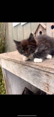Free kittens to good home (Eatonville)63885717621889124