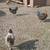 Laying hens 2 thumbnail