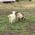 Pygmy goats 6 thumbnail