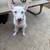 American White Shepherd/ Bull Terrier mix for re home 1 thumbnail