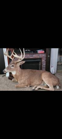 Full body deer mount 1