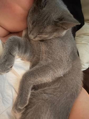 8 month old blue grey fixed male kitty (Citra)64668315802113124