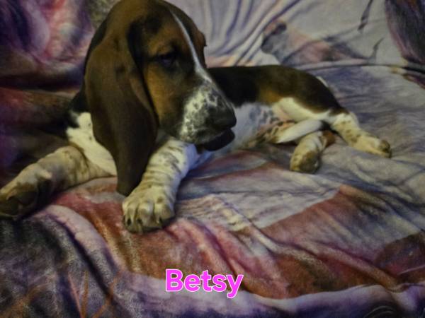 2 hembras de Basset Hound (Hereford)
