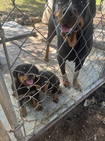 2 Female German Rottweiler puppies (Conyers)63881506782723120
