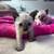 Siamese kittens 2 thumbnail