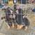 Puppies(German shepherds) 5 thumbnail
