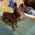 6 Collectible dog figurines-buy one or all! 23 thumbnail