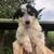 Aussie puppies 8 thumbnail