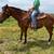 20 yr. Old Bay Mare 1 thumbnail