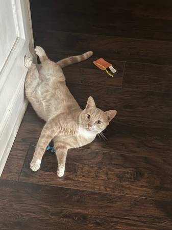One year old orange cat (Jacksonville)63925384825347121