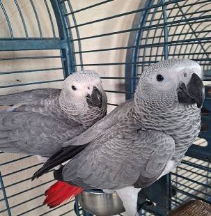 PaRrots are vaccinated 1