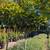 Magnolia Tree 10 thumbnail
