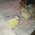 chicks 8 thumbnail