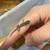 Day Geckos—phelsuma klemmeri & quadriocellata 4 thumbnail