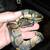 Ball pythons looking  for someone  to take them in 6 thumbnail
