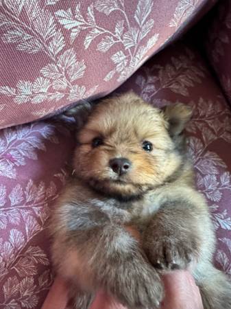 Male Pomeranian puppy63871121489025120