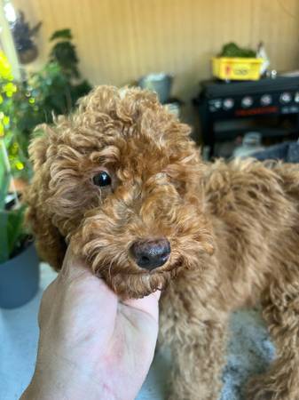 Mini Golden Doodle Male (Sacramento)63679254959233124