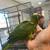 Birds  Parrots 9 thumbnail