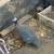 Guinea 3 thumbnail