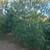 White Pine Trees Balled and Burlapped 13 thumbnail