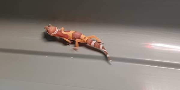 Baby leopard geckos (Hagerstown)63901111779075120