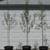 Rhus lancea-15 gallon size 4 thumbnail