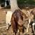Texmaster cross goats *price reduced* 6 thumbnail