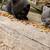 Kittens 9 thumbnail
