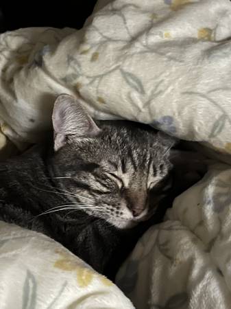 Rehoming very friendly and calm 11 month old cat. Rehoming fee $15063932506642179120