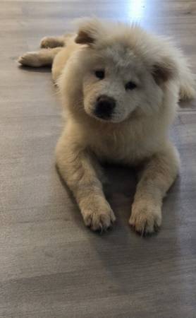 Chow Chow Puppy63739476389889120