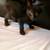Amazing cats looking for their loving new homes!!! 4 thumbnail