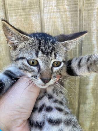 Lindos gatitos domésticos (Adams)63623063271553122