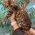 Purebred and Bengal Scottish Kittens available 1 thumbnail